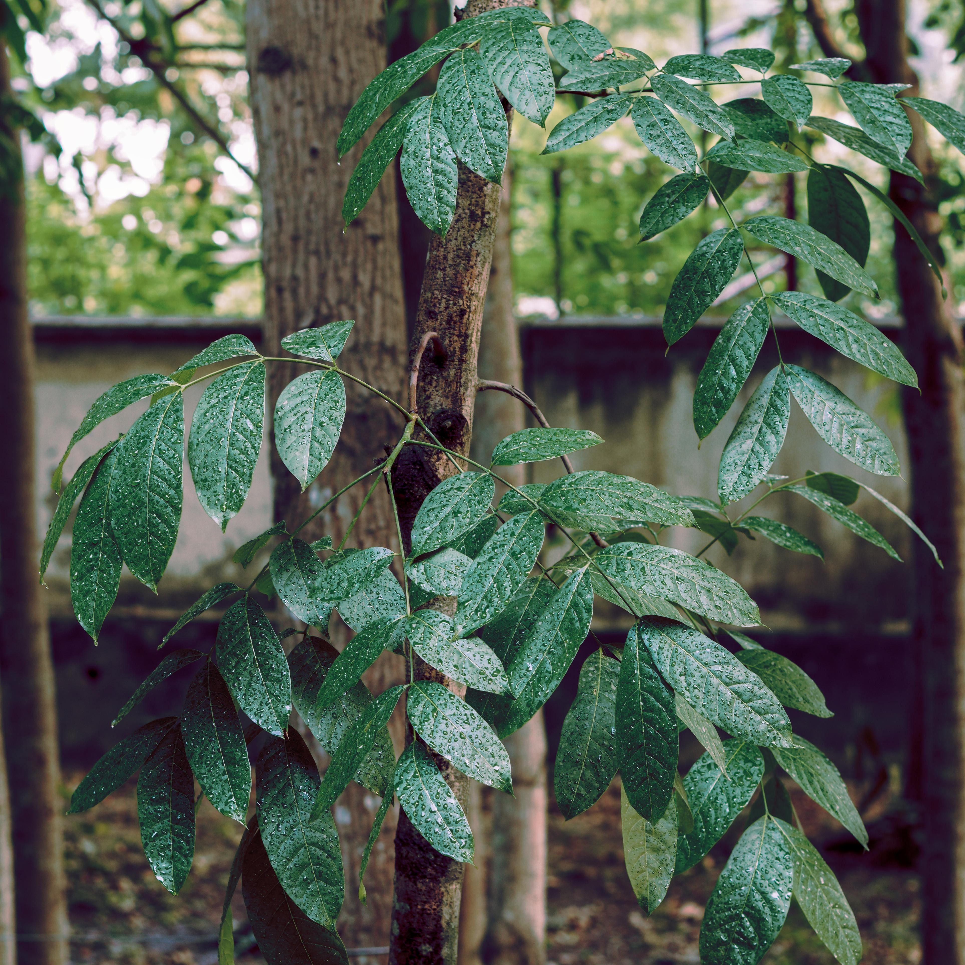 Fiddle Leaf Fig
