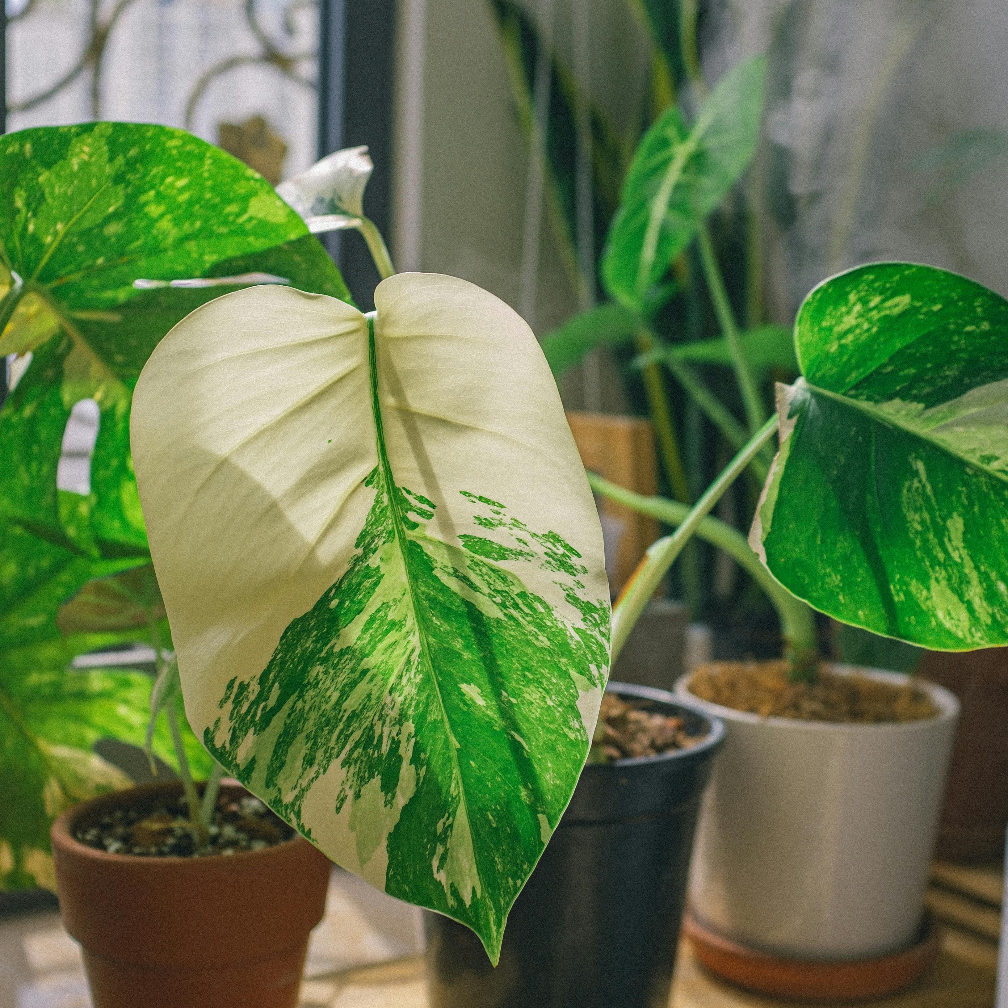 Philodendron Golden