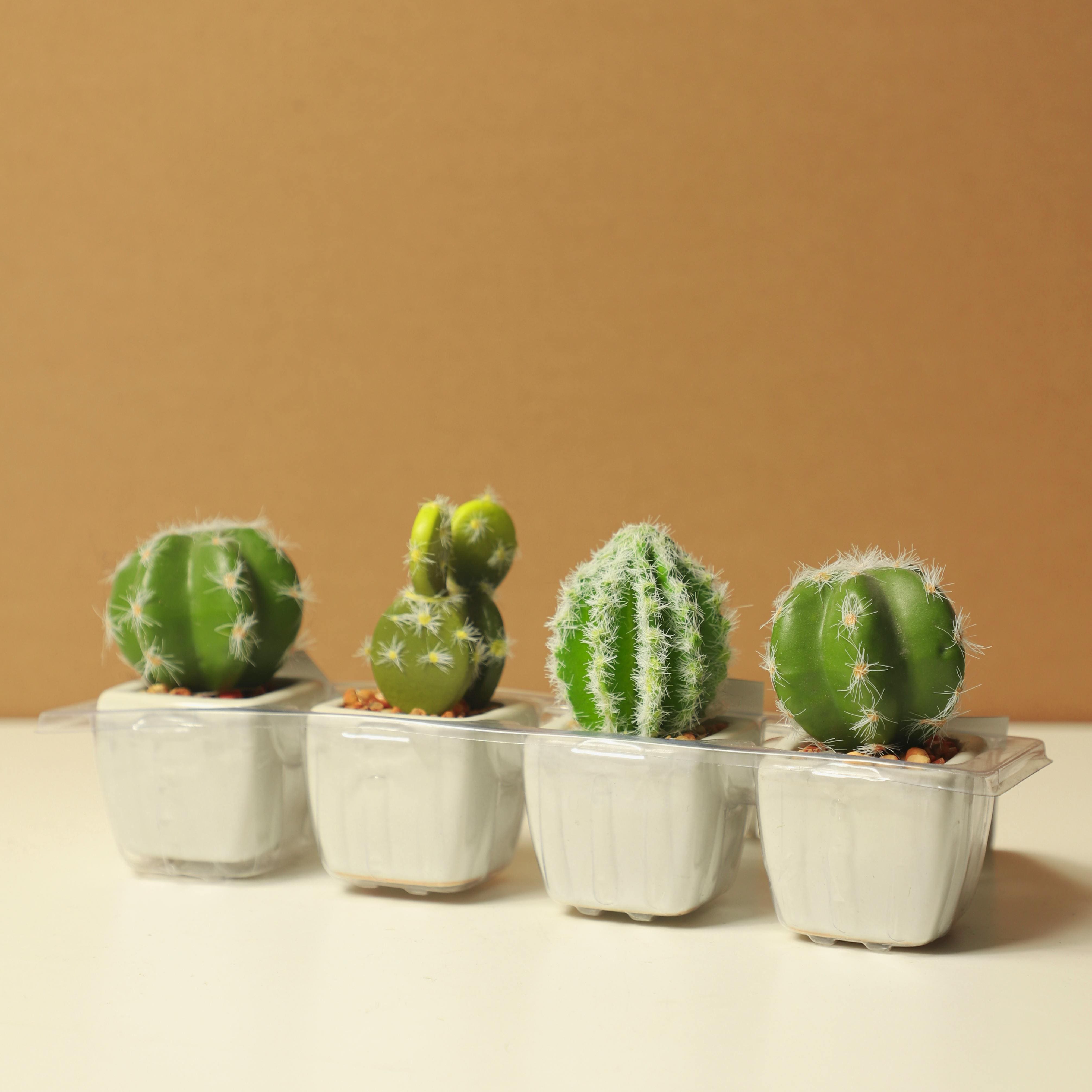 Cactus Trio Pot