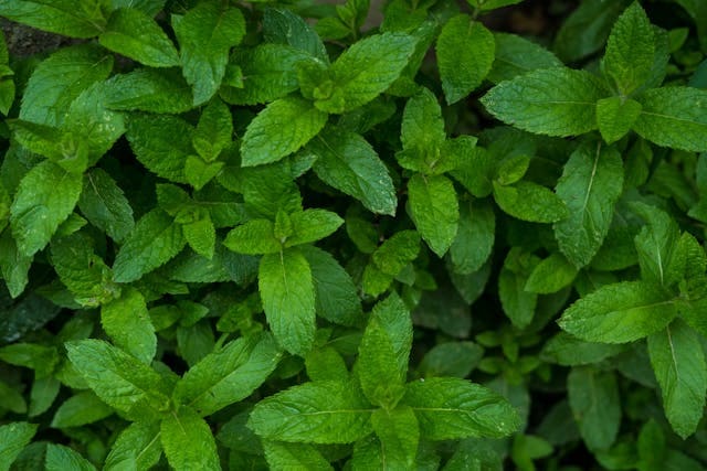 Aromatic Herbs